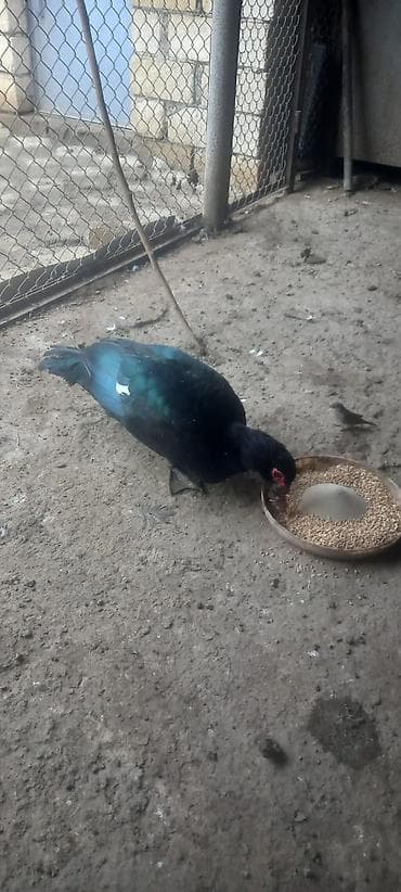 Kənd təsərrüfatı quşları: Zümrüdü Erkək, damazlıq aktiv xoruzdur 7 aylıq ördəkdirbilən blir — 3