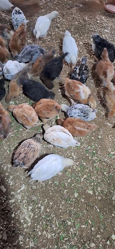 kend cucesi: Toyuq cücələri, Damazlıq — 4