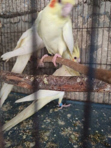 вольер для волнистых попугаев: Temiz lutino Korella bir ededi 60 azn Qirmizi göz lutino Nymph paraket — 4