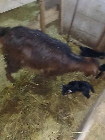 Keçilər, çəpişlər: Məhsul: Keçi və balaları Təsvir: - Şəkillərdə damda saxlanılan ana — 2