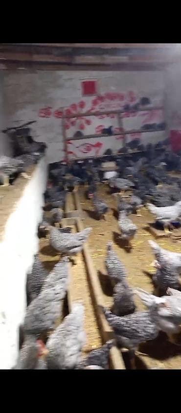 Бараны, овцы: Təmiz qan Xarkov toyuqu xoruzu 2 aylıq isteyen olsa zəng eləsin boş — 2