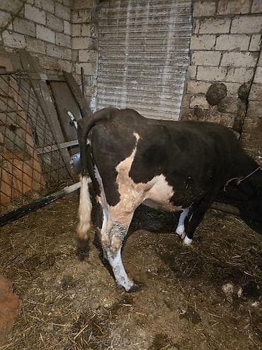 ucuz ev itleri: Satılır: Qara bala (dana) - Növ: iri buynuzlu heyvan, qara rəngli — 2