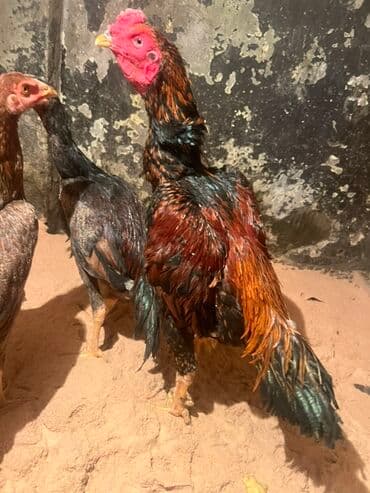 Xoruz, Heyratı, il: 1