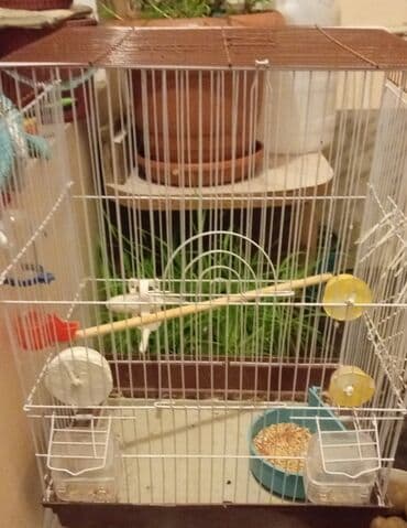 xamyak qefesi: Məhsul: Dalmatialı/“albino” tonlarda ağ və limon-sarı rəng — 3