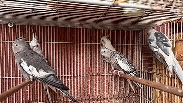 əbabil quşu: 5 dənəsi Korella yanaqsız 2 hazır cütdü 1 tək bala alınıb hazırda yuva — 4