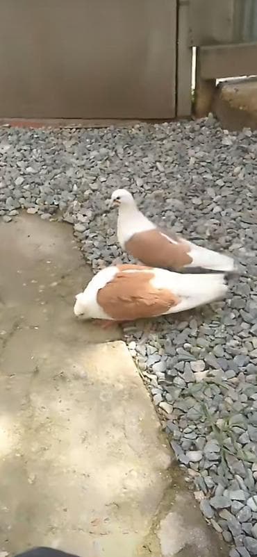 qara peleng sekilleri: Quşlar göz qabağındadı vaxtım olmadığı üçün baxa bilmirəm heyvanların — 2