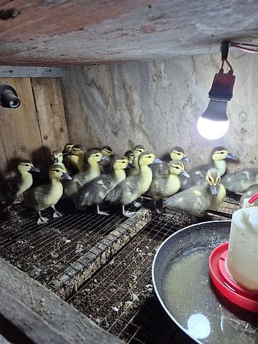 Ördəklər: Dişi, | Lal ördək, Damazlıq — 2