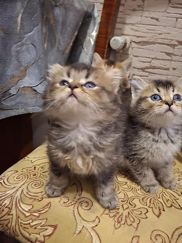 simental inekler satilir: Britan — 2