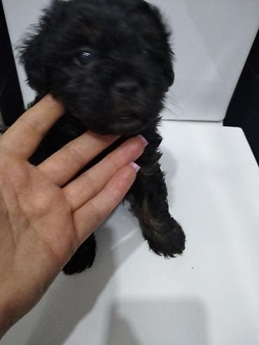 sibir itleri: Pudel, 3 ay, Dişi, Peyvəndli, Ödənişli çatdırılma — 1