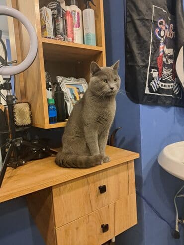 Çanta və çexollar: Şortlad satıram burda olmuyacam deyə sahiblənmək isdiyən ciddi şəxslər — 3