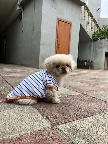 ev heyvanı: Пекинес, 9 месяцев, Самец — 5