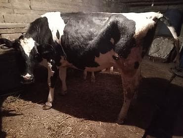 Məhsul: Qaramal və xırdabuynuzlu heyvan - İri buynuzlu: Qara-ağ — 8