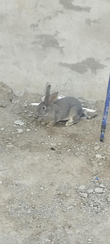 boyuk qəfəs: Hər kəsə salam bala dovşandır hələ yəni böyük deyil indidən deyim ev — 3