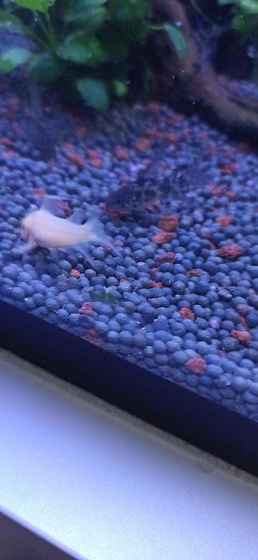 akvarium balıqı: Akvarium üçün albino Corydoras panda (cory balığı) qrupu ölçüləri 4.5 — 4