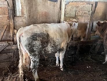 Qiytdə razılaşmaq olar. Hərəsinin 140 kq yuxarı əti olar