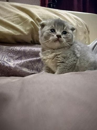 tap az it: Şotland, Erkək, Dişi, Yaxşı əllərə — 2