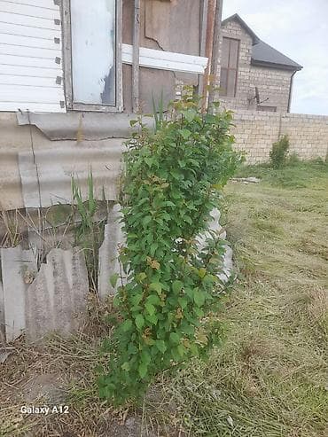 yun doşək: Meyvə ağacları – yerüstü köklü kollar - Növ: daş meyvə ailəsi — 10