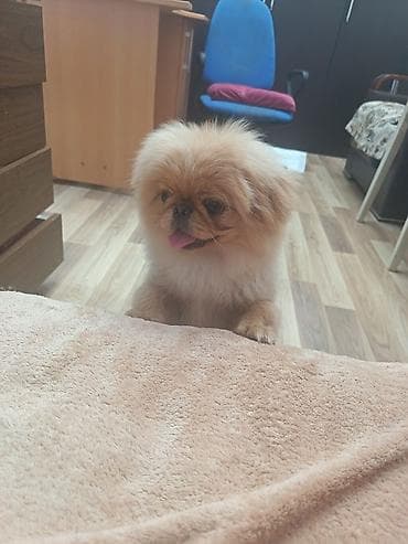pekinis it: Pekines, 5 ay, Erkek, Peyvəndli, Ünvandan götürmə — 2