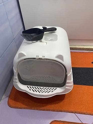 şinşila pişik: Şotland yastı qulaq, Dişi — 7