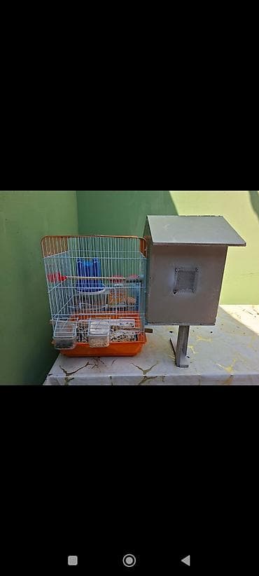 Nimfazalı tutuquşu (Cockatiel) və tam avadanlıq dəsti UNVAN QARACUXUR lalafo.az -da Nimfazalı tutuquşu (Cockatiel) və tam avadanlıq dəsti UNVAN QARACUXUR