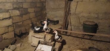 cins ineklerin qiymeti: 3 dene disdi 1 dene erkek disler 25 Manat erkek 35 Manat - Növ: musk — 6