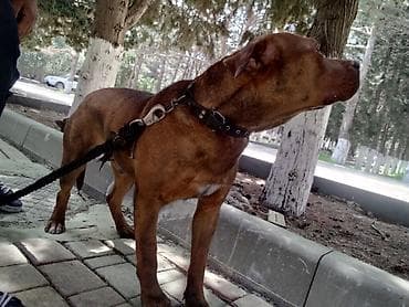 avcarka itləri: 𝘈𝘺𝘢𝘲𝘭𝘢 𝘮𝘰̈𝘩𝘬ə𝘮 𝘴𝘪𝘮𝘦𝘵𝘪𝘥𝘪𝘬𝘥𝘪𝘳. 𝘪𝘵𝘪𝘯 𝘩𝘦𝘤̧ 𝘣𝘪𝘳 𝘬𝘢 𝘱𝘳𝘪𝘻𝘪 𝘰𝘭𝘢 𝘣𝘪𝘭𝘮ə𝘻 — 9