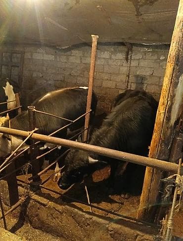 cins inek: Inəklər, öküzlər — 9