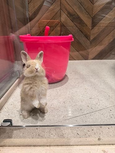 dovşan: 🐰 2 aylıq mavi gözlü dovşan satılır. Evdə böyüdülüb, insanlara öyrəşib — 3