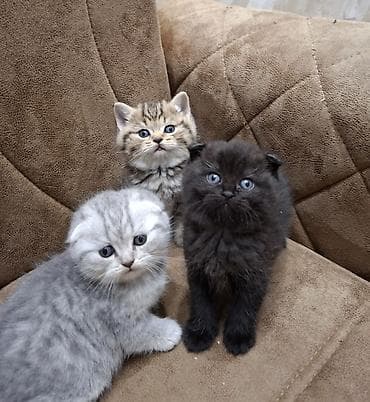 Pişiklər: Şotland yastı qulaq — 6