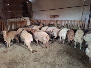 Коровы, быки: Salam 17dənə heyvandı 13 erkədi 4 dişi topa götürən olsa 360nan — 3