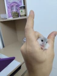 Gəmiricilər: Cunqariklar satılır. 2 həftəlikdikər. Anadan ayrıla bilərlər. 2 erkek — 3