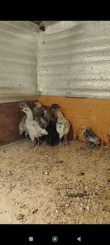 Toyuq cücələri, Damazlıq lalafo.az -da Toyuq cücələri, Damazlıq