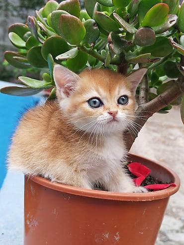 pisiy: Cins: Qızılı-ağ rəng çaları olan balaca pişik Təsvir: - Yumşaq, sıx — 1