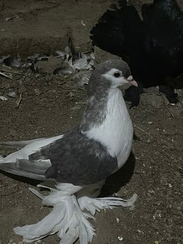 Delfin cinsi cütü 100 manat Cins göyərçin – dekorativ lələkli ayaqlı lalafo.az -da Delfin cinsi cütü 100 manat Cins göyərçin – dekorativ lələkli ayaqlı