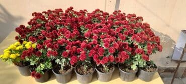 günəbaxan haqqında məlumat: Xrizantema multiflora Bir iliy Ancaq tünd qırmızı rəngi Qiyməti 1,5 — 2