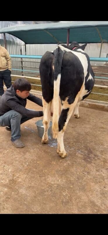 heyvan bazari inekler: Südlük inək – Holşteyn (qara-ağ) Xüsusiyyətlər: - Cins: Holşteyn — 6