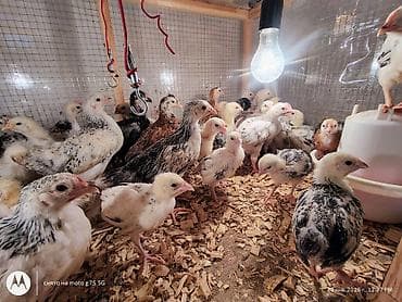 Toyuq cücələri, Ətlik