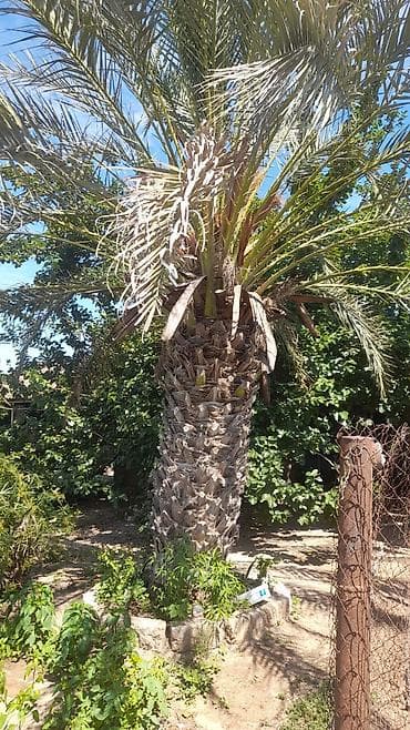 agac satisi: Xurmapalması (Phoenix dactylifera) – həyət və bağ sahələri üçün iri — 2