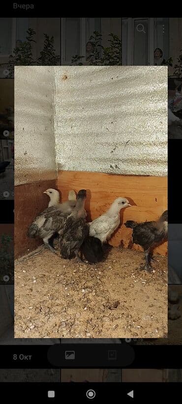 ordek balasi nece gune cixir: Toyuq cücələri, Damazlıq — 7