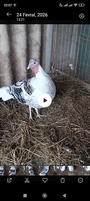 disi it adlari: Erkək, Amerika, Damazlıq — 6