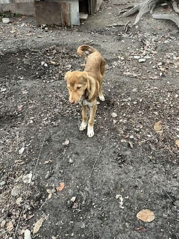 yasil bas ordek: 5 ay, Erkek — 4