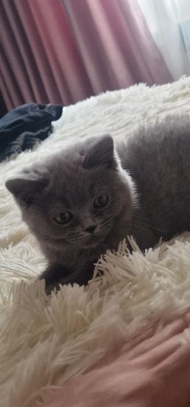 Pişiklər: Britan, Erkək, Yaxşı əllərə, Ünvandan götürmə, Ödənişli çatdırılma — 5