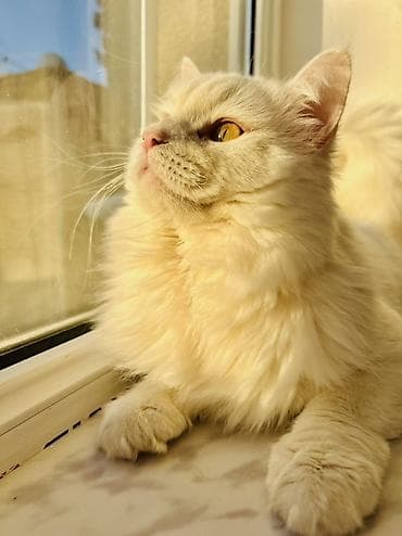 Pişiklər: Şinşilla, Erkək — 3