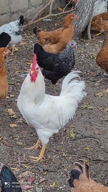 itlerin pulsuz verilmesi: Xoruzlar. xoruzlar satılır — 3