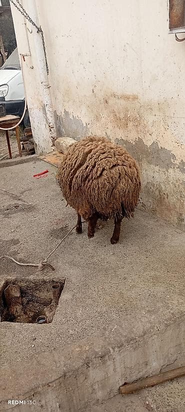 Pişiklər: Qoyun – yerli cins, qəhvəyi rəngli, uzun və sıx yunlu. qala dişi — 4