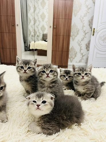 pisik satislari: Şotland, Erkək — 6