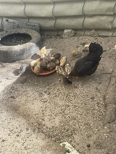 cuce yemi: Toyuq cücələri, Damazlıq — 4