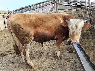 Simental tipli dana - Cins: Simental tipli, ətlik istiqamət - Rəng