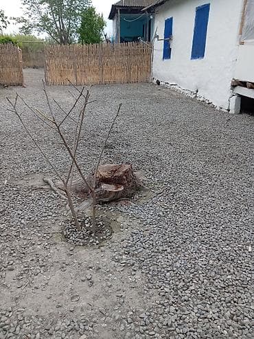ikinci el barbi evi: Heyetde iki ev var 68sotdur baglari var qiymet 2000. Amma razilasma — 3