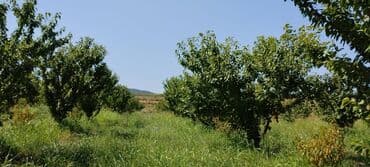 Kupça (Çıxarış)